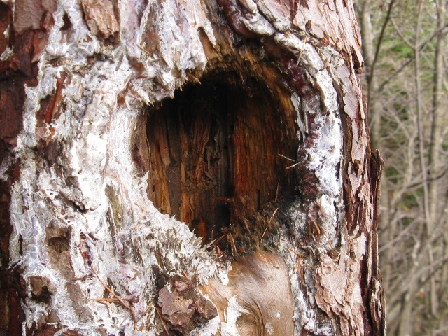 buchi su albero